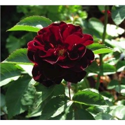 Роза клумбовая Черничная гора (темно-бордовый) 1шт ЗС
